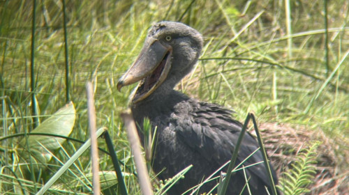 The New Silk Road: How East Africa is Becoming a Global Logistics Hub